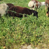 بره داشتی اووس