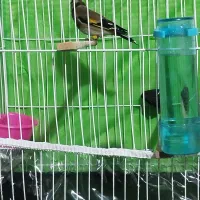 قناری سهره فنچ|پرنده|مشهد, کارگران|دیوار