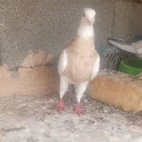 فروش همه باهم تکی فروشی ندارم