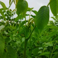 پیش فروش نهال گردو اسراییلی|گل و گیاه طبیعی|فاضل آباد, |دیوار