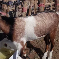 نری خب و گوشتی|حیوانات مزرعه|فین, |دیوار