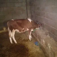 گاو باگوساله نر برای فروش