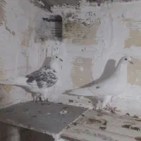 کبوتر فروشی|پرنده|شاهرود, |دیوار