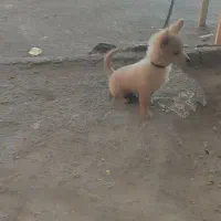 سگ تربیت شده|سگ|پاکدشت, پاکدشت (مامازند)|دیوار