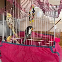 عروس هلندی مولد|پرنده|بندر انزلی, نیمه شعبان|دیوار