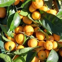 نارنگی|خوردنی و آشامیدنی|قائم‌شهر, |دیوار