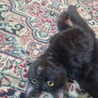 گربه خانگی گمشده، کمک کنید پیدا بشه|حیوانات|کرمان, |دیوار