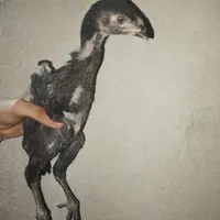 جوجه لاری افغان