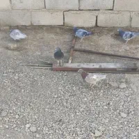 تعدادی  کبوتر بفروش می‌رسد