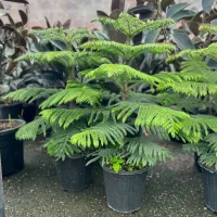 عرضه گل وگیاه آپارتمانی ویزیت درمنزل ومشاوره|گل و گیاه طبیعی|کاشان, ولیعصر|دیوار