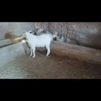 بز کره|حیوانات مزرعه|رفسنجان, |دیوار