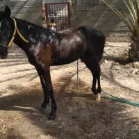 کره اسب کورسی