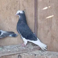 کبوتر   شازده  طوق ی|پرنده|زهک, |دیوار