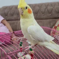 عروس هلندی دستی