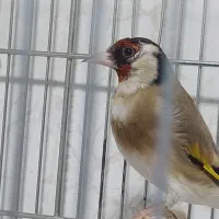 سهره جوجه قفس|پرنده|کرمانشاه, |دیوار