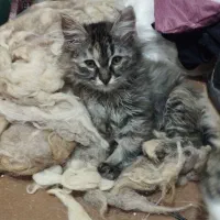 بچه گربه دوماهه میکسdlh