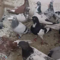 کبوتر رنگه وسار سرور