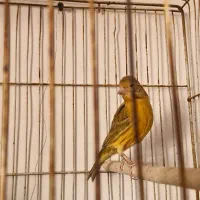 قناری|پرنده|فسا, |دیوار