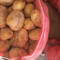 سلام سیب.زمینی جلی یک.نیسان