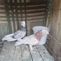 کفتر نقش و پرشی و پلاکی|پرنده|زارچ, |دیوار