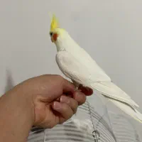 عروس هلندی نرو ماده