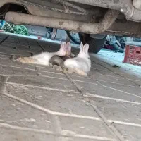 بچه خرگوش خوشگل وناز