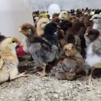 جوجه کاکلی درجه یک و گلپایگانی تخمگزار