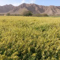 علوفهه دام کهگز