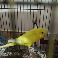 جفت مرغ عشق هلندی