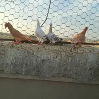 سلام فروش هفت تادورگ