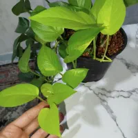 گیاه پتوس و دیفن باخیا سرحال ریشه پر|گل و گیاه طبیعی|تهران, یافت‌آباد|دیوار
