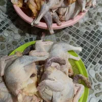 فروش مروغ محلی