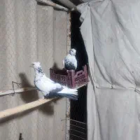 کفتر|پرنده|بروجرد, |دیوار