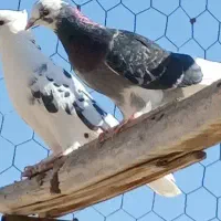 عشقبازان قدیمی|پرنده|کاشان, شهرک صنعتی امیرکبیر ۲|دیوار