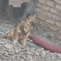 سگ نژاد دار