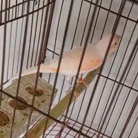 قناری ماده بالغ آماده جفت گیری|پرنده|یاسوج, |دیوار