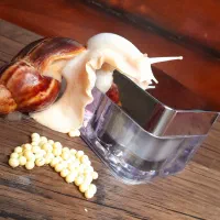 فروش انواع نژاد حلزون مولد طبی|خزنده|رفسنجان, |دیوار