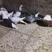 کبوتر سگ پرشی جوین جفت گاه پرشی|پرنده|سبزوار, هفت تیر|دیوار