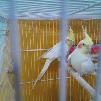 جفت مولد روی تخم و عروس دستی|پرنده|مشهد, شهید علی محمدی|دیوار