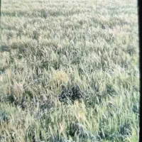 زمین کشاورزی2هکتار دارای کانال کشی آب روستاشیری|فروش زمین و ملک کلنگی|بهبهان, |دیوار