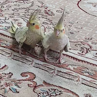 فروش عروس مرواریدی