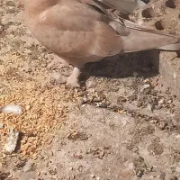 کبوتر سسلی|پرنده|سیلوانه, |دیوار