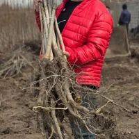 ـ نهـال گردوی فرنور و چندلر|خدمات باغبانی و درختکاری|سنندج, |دیوار