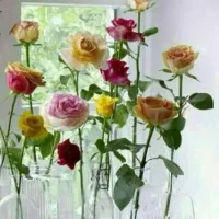 مشاور زن و خانواده