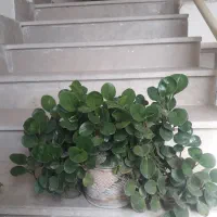 گل گیاه آپارتمانی|گل و گیاه طبیعی|پردیس, فاز ۳|دیوار