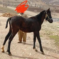 اسب مادیان|اسب و تجهیزات اسب‌سواری|جوانرود, |دیوار