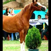 مادیان سواری دار آس با چک صیادی