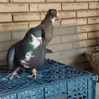 نر سیاه رسمی