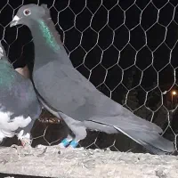 سیاه کاکلی پلاکی|پرنده|فسا, |دیوار