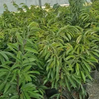 پخش گل ویژه روز مادر آگلونما پتوس